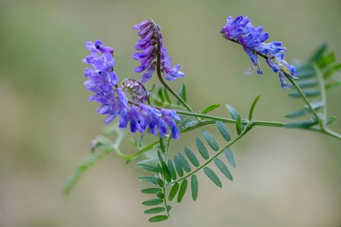 Fabaceae, butterflies, tufted vetch, vicia cracca, bird vetch, flora, plants, plants