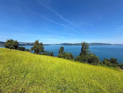 Green meadow with trees on the shores of Lake Lucerne under clear blue sky, Kehrsiten, Canton of