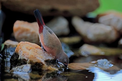 Dark Amaranth (Lagonosticta rubricata), African firefinch, Dark Red Astrid, adult, female,