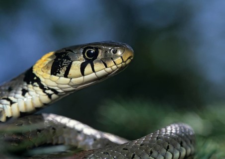 Grass Snake, Natrix Natrix, Grass Snake, Critters, Reptilia, Reptilia, Ringed Snake, Snakes, Water