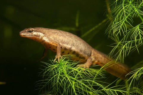 Lissotriton vulgaris, smooth newt, triturus vulgaris, amphibians, amphibians, female, amphibians,