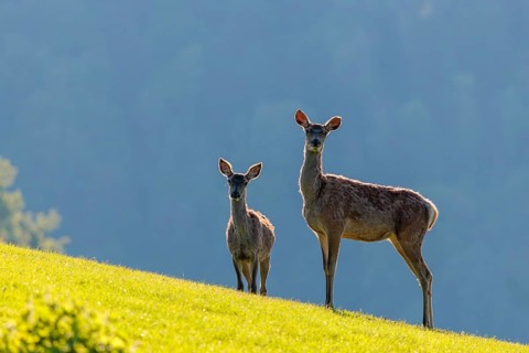 Two female red deer (Cervus elaphus) stand backlit on a sunny morning in a green meadow in hilly