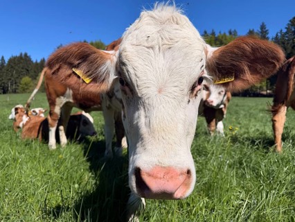 Funny curious cow looking at camera, young animal, cows in a pasture, Bavaria, Germany