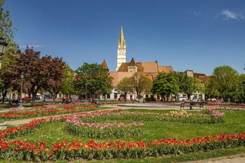Spring flowers in Regele Ferdinand I Park and St. Margaret's Church in Medias or Medias,