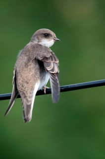 Bank Swallow, Riparia Riparia, Sand Martin, Swallow, Black Swallow, Birds, High Size, Portrait
