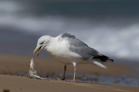 Herring gull (Larus argentatus) adult seagull bird eating a dogfish fish for food on a seaside