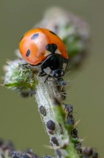 Coccinella septempunctata, seven-point, seven-spotted ladybird, beetle, aphid, coleoptera, high