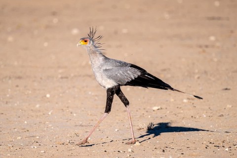 Secretary bird (Sagittarius serpentarius), Kalahari Desert, Kgalagadi Transfrontier Park, South