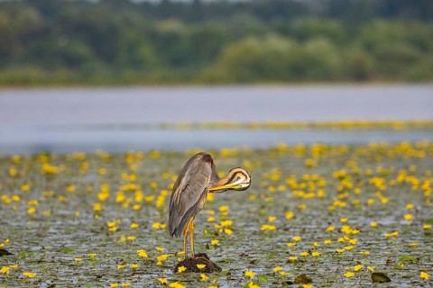 Purple heron (Ardea purpurea) amidst flowering water lilies Hungary