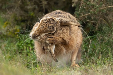 European brown hare (Lepus europaeus) adult animal washing its ear in grassland, England, United