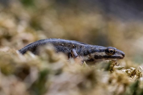 Pond newt (Lissotriton vulgaris), Emsland, Lower Saxony, Germany