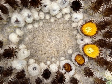 Melon cactus or Turkish cap cactus (Melocactus) with Cephalium, detail, close-up, Botanical Garden,