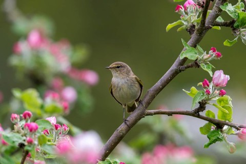 Chiffchaff, fruit tree blossoms, phylloscopus collybita, zilpzalp, birds, spring, passeri,