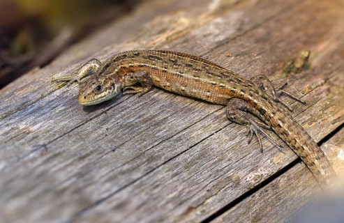 Mountain lizard, Lacerta vivipara, bog lizard, viviparous lizard, zootoca vivipara, common lizard,