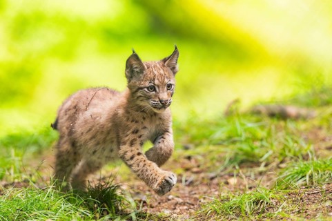Eurasian lynx (Lynx lynx) youngsters (cub) sitting in a forest, Bavaria, Germany