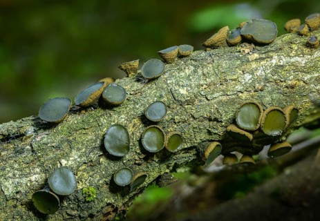Black stud fungus, blood lava cup, Bulgaria inquinans, sequential decomposer, common dirt cup, lava