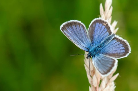 Argus blue, plebeius argus, silver-studded blue, butterfly, insects, butterfly, butterflies