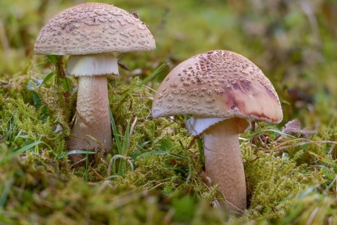 Amanita rubescens, meat mushroom, yellow-ringed pearl mushroom, golmoth, gargle stomach, pug, girl