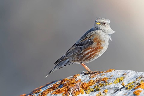 Alpine Accentor (Prunella collaris), Valais, Switzerland