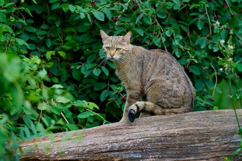 A tabby cat sits on a tree stump against a backdrop of green foliage, European wildcat (Felis