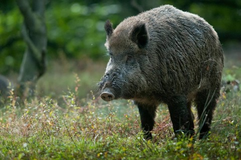 Artiodactyla, even-toed ungulate, cloven-hoofed, wild boar, wild boar, boar, boar, mammals, rancing