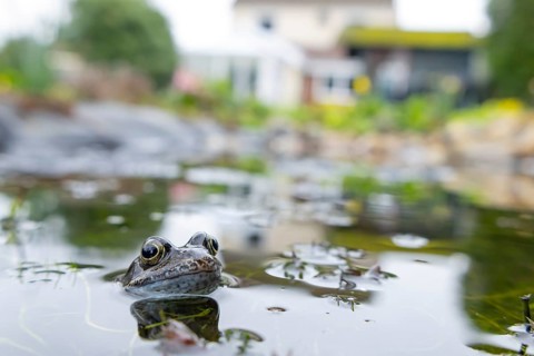 Common frog (Rana temporaria) adult amphibian on the water surface of an urban garden pond with a