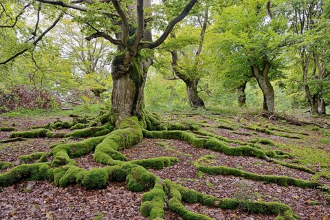 European beech trees (Fagus sylvatica) in autumn, old, gnarled beech trees covered in moss, Halloh