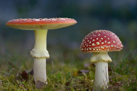 Amanita muscaria, toadstool, red toadstool, bullets, fly agaric, fly amanita, fungi, fungi,
