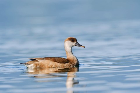 Red-crested Pochard (Netta rufina), female swimming, Lake Constance, Baden-Württemberg, Germany