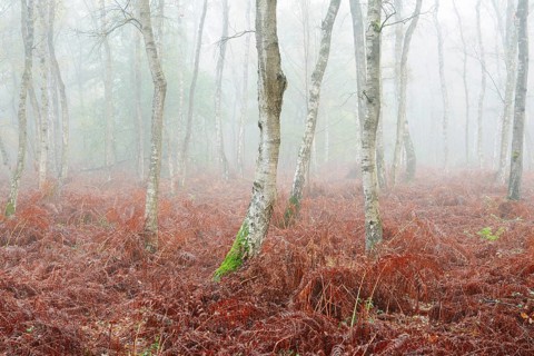 A birch forest and eagle fern (Pteridium aquilinum) in the morning mist in autumn, North