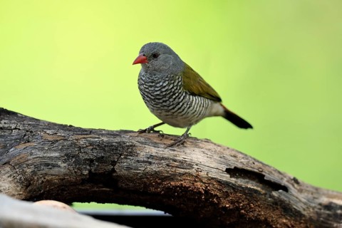 Colourfulastrid (Pytilia melba), adult, female, perched on a tree trunk, alert, Kruger National