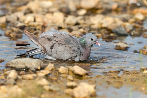 Columba Oenas, Holdove, Stock Pigeon, Bath, Bathe, Bird Bath, Birds, Columbidae, Doves, Doves,