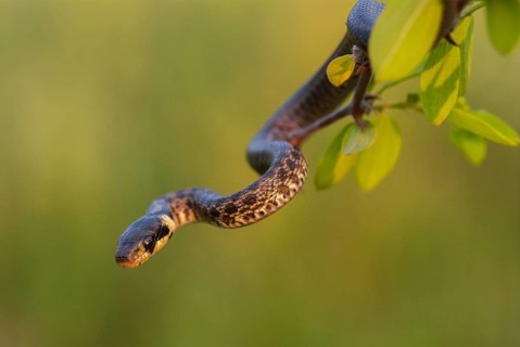 Aesculapian snake, Elaphe longissima, Zamenis longissimus, Bulgaria, critters, FFH, adolescent,