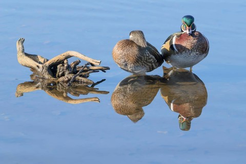Male and female wood ducks, (Aix sponsa), Burnaby Lake Regional Park, Burnaby, British Columbia,