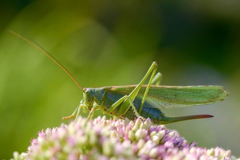 Grasshoppers, Great Green Bush cricket, big hayhorse, green hayhorse, deciduous locusts,