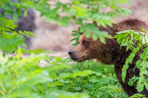 A female brown bear (Ursus arctos arctos) is hiding behind dense vegetation in hilly terrain.