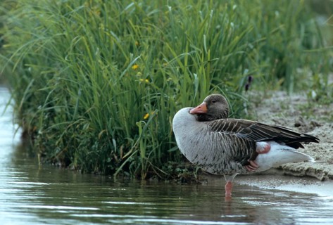 Anser Anser, Greylag or Graylag Goose, Grelag Goose, Anatidae, Birds, Duckbirds, Goose, Geese, Leo,