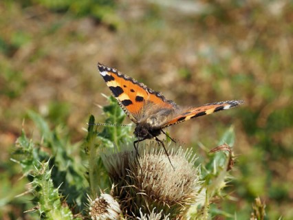 A butterfly with patterned wings, the Small tortoiseshell (Aglais urticae), on a thistle, Goms,