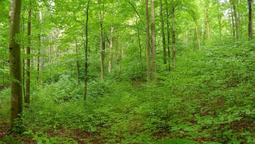 Tree, beech forest, trees, extensive forestry, spring, landscape, mixed forest, natural