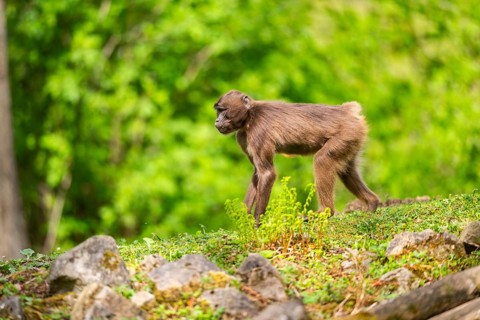 Gelada (Theropithecus gelada) female walking over a meadow, captive, distribution africa