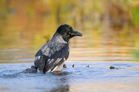 Hooded Crow (Corvus cornix), bathing, Saxony, Germany