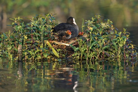 Common coot (Fulica atra) with chicks on the nest, North Rhine-Westphalia, Germany