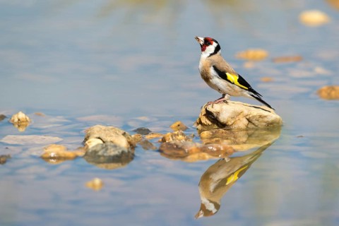 Carduelis Carduelis, Goldfinch, Goldfinch, Goldfinch, Bath, Bird Bath, Birds, Mirror, Passeri,