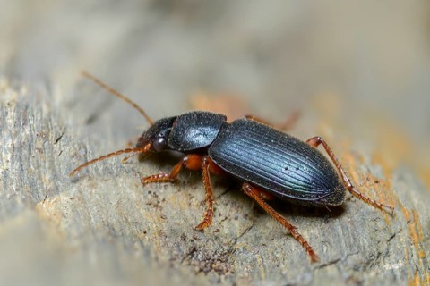 Blue speedwalker, Ophonus ardosiacus, round-necked downy-back, round neck speedwalker, beetle,