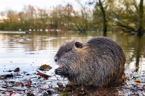 Nutria (Myocastor coypus) in a body of water, Osnabrück, Lower Saxony, Germany