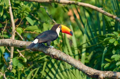 A solitary toucan perched on a branch amidst the dense tropical foliage of the jungle, giant toucan