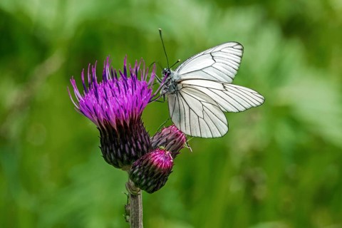 Butterfly, black-veined white (Aporia crataegi) perched on a thistle, close-up, Fellhorn,