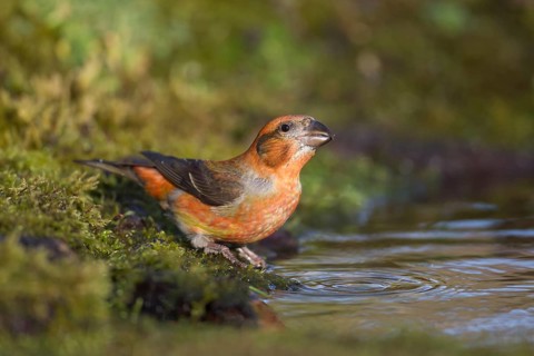Common crossbill (Loxia curvirostra) adult male bird at a woodland water drinking pool, England,