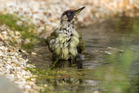 Green woodpecker, green woodpecker, picus viridis, bath, bird bath, birds, piciformes, woodpeckers,