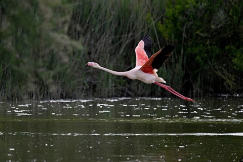 Pink flamingo (Phoenicopterus roseus), taking departure, Camargue Regional Nature Park, southern